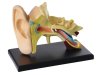 Anatomisk modell ra 7,7 cm